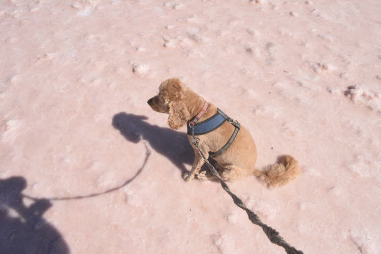 What is with all this pink salt