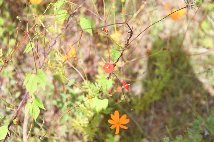 to Ravenshoe 028 Small