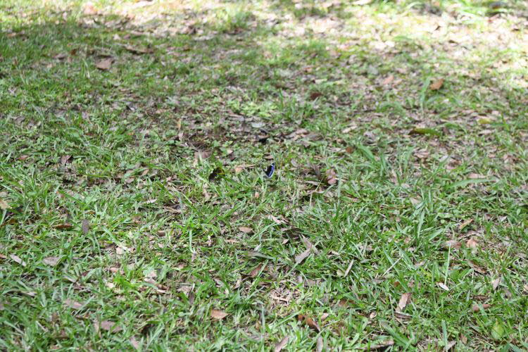 to Ravenshoe 058 Small
