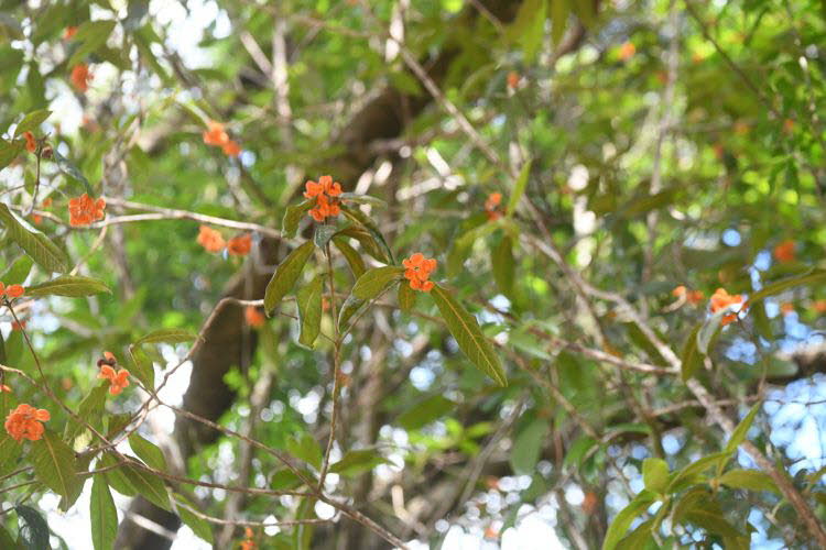 to Ravenshoe 073 Small